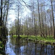 Belovezhskaya Pushcha / Białowieża Forest