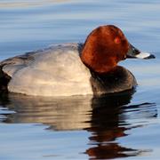 Common Pochard