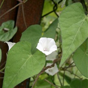White Morning-Glory (Ipomoea Lacunosa)