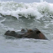 Surfing Hippos - Michael Nichols