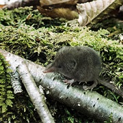 Shrew