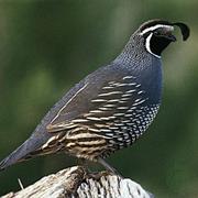 Quail