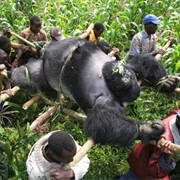 Gorilla in the Congo - Brent Stirton