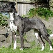 Catahoula Leopard Dog