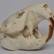 Clean Beaver Skull