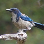 Island Scub-Jay