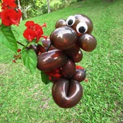 Balloon Animals