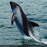Peale's Dolphin