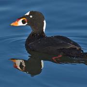 Surf Scoter