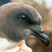 Magenta Petrel