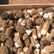 Common Morel (Morchella Esculenta)
