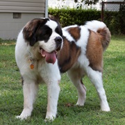 St. Bernard