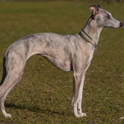 Whippet