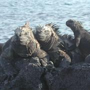 Visit the Galapagos Islands