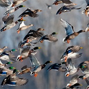 Shiawassee National Wildlife Refuge