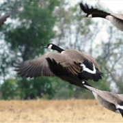 Devils Lake Wetland Management District, North Dakota