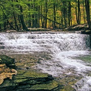 Salt Springs State Park (Susquehanna County)