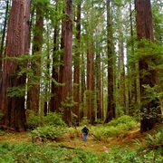 Grizzly Creek Redwoods State Park, California