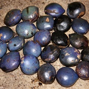 Atherton Oak (Athertonia Diversifolia)