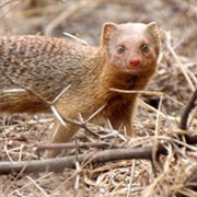 Slender Mongoose