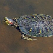 Common Slider