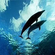 Protect Dolphins and Marine Life