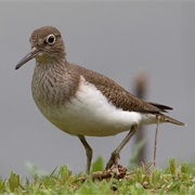 Common Sandpiper