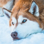 Husky