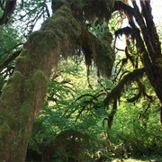 Olympic National Park
