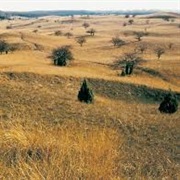 Deliblato Sands Special Nature Reserve, Serbia