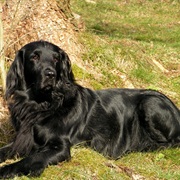 Flat-Coated Retriever