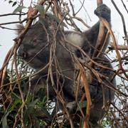 Great Ottway National Park (VIC)