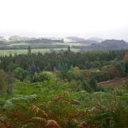 Birnam Wood