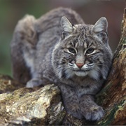 Bobcat