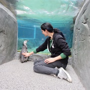 Pet a Penguin