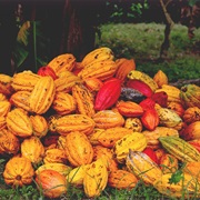 Picked Cacao