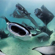 Hanifaru Bay, Baa, Maldives