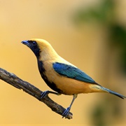 Burnished-Buff Tanager (Tangara Cayana)