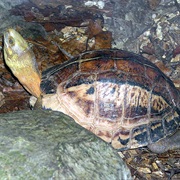 Southern Vietnamese Box Turtle