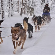 Ride by Dog-Team
