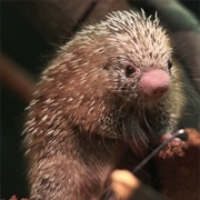 Porcupine