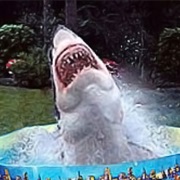 Backyard Shark