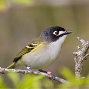 Black-Capped Vireo