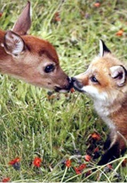 A Book by an Author With Flora or Fauna in Their Name (-)