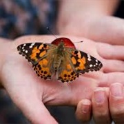 Hold a Butterful