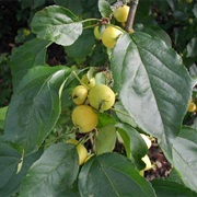 Siberian Crab Apple (Malus Baccata)