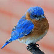 Bluebird