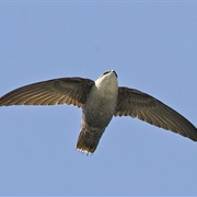 Chimney Swift