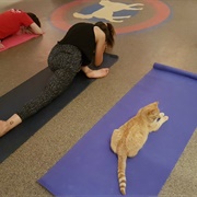 Cat Yoga