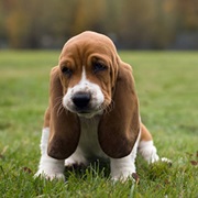 Basset Hound